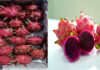 For first time, Dragon Fruit grown by farmers of Gujarat & West Bengal exported to London, United Kingdom & Kingdom of Bahrain Dragon Fruit grown by farmers of Gujarat & West Bengal exported to London United Kingdom & Kingdom of Bahrain