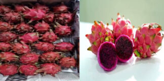 For first time, Dragon Fruit grown by farmers of Gujarat & West Bengal exported to London, United Kingdom & Kingdom of Bahrain Dragon Fruit grown by farmers of Gujarat & West Bengal exported to London United Kingdom & Kingdom of Bahrain
