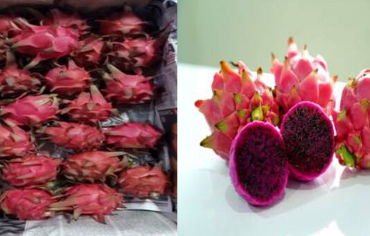 For first time, Dragon Fruit grown by farmers of Gujarat & West Bengal exported to London, United Kingdom & Kingdom of Bahrain Dragon Fruit grown by farmers of Gujarat & West Bengal exported to London United Kingdom & Kingdom of Bahrain
