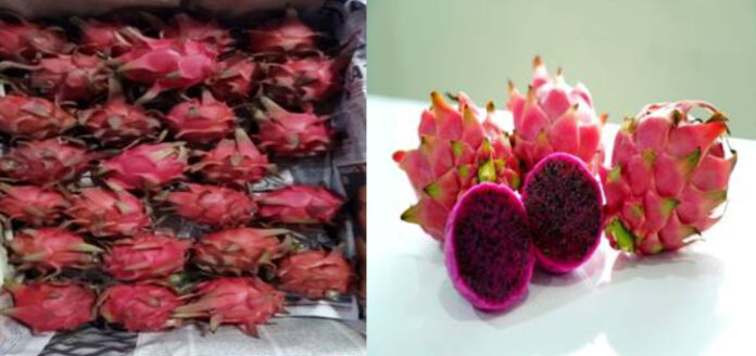 Dragon Fruit grown by farmers of Gujarat & West Bengal exported to London United Kingdom & Kingdom of Bahrain