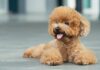 Puppies, Prices, and More: Dogpricelist, Your Virtual Companion in Dog Adoption Puppies Prices and More: Dogpricelist Your Virtual Companion in Dog Adoption