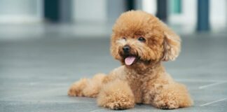 Puppies, Prices, and More: Dogpricelist, Your Virtual Companion in Dog Adoption Puppies Prices and More: Dogpricelist Your Virtual Companion in Dog Adoption