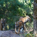 Panna National Park Emerges as a Must-Visit Safari Destination, Find My Holidays Simplifies Booking Experience