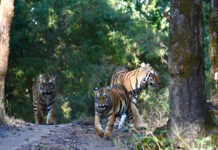 Panna National Park Emerges as a Must-Visit Safari Destination, Find My Holidays Simplifies Booking Experience
