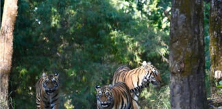Panna National Park Emerges as a Must-Visit Safari Destination, Find My Holidays Simplifies Booking Experience