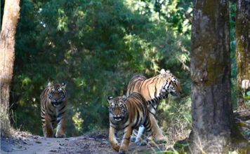 Panna National Park Emerges as a Must-Visit Safari Destination, Find My Holidays Simplifies Booking Experience