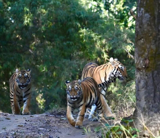 Panna National Park Emerges as a Must-Visit Safari Destination, Find My Holidays Simplifies Booking Experience