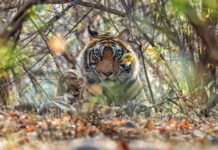 Beyond Ranthambore: Madhya Pradesh’s Quiet Wildlife Tourism Boom