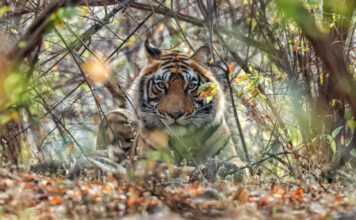 Beyond Ranthambore: Madhya Pradesh’s Quiet Wildlife Tourism Boom