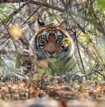 Beyond Ranthambore: Madhya Pradesh’s Quiet Wildlife Tourism Boom